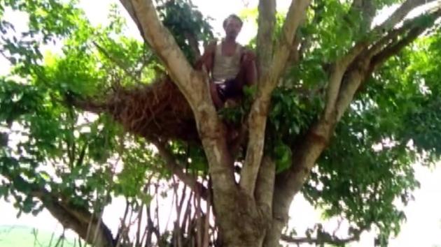 Sudya Mahakud began staying atop the tree after his house was damaged by wild elephants three days ago.(Twitter/ANI)