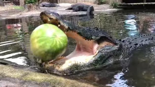 Posted on August 8, the video has accumulated around 25,000 views till now. (Facebook/@TheAlligatorFarm) Posted on August 8, the video has accumulated around 25,000 views till now. (Facebook/@TheAlligatorFarm)