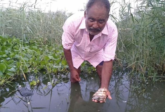Fishes reportedly due to water contamination following discharge of untreated sewage into water bodies. (HT Photo) Fishes reportedly due to water contamination following discharge of untreated sewage into water bodies. (HT Photo)