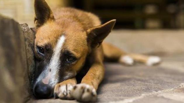 Saphale police have booked the bus driver of a tourist company for allegedly running over a dog on Sunday evening in Palghar. (Getty Images/iStockphoto (Representative image)) Saphale police have booked the bus driver of a tourist company for allegedly running over a dog on Sunday evening in Palghar. (Getty Images/iStockphoto (Representative image))