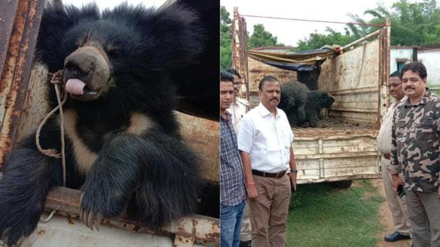 Forest department have initiated a probe to ascertain if the bears were being smuggled or if they were being used for exhibition.(HT Photo)