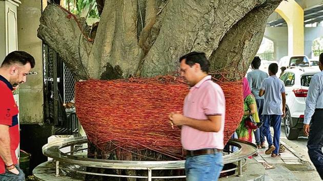 Worshippers have tied thick layers of red thread around the trunk of peepal tree in south Delhi’s Shiv Shani temple—in the hope that the gods will make their wishes come true. (HT Photo) Worshippers have tied thick layers of red thread around the trunk of peepal tree in south Delhi’s Shiv Shani temple—in the hope that the gods will make their wishes come true. (HT Photo)