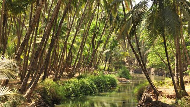 In December last year, the NGT had directed the state government to complete the work by March 31 this year. However on account of the Lok Sabha elections, the NGT had agreed to extend the time until June. (Image used for representational purpose).(Getty Images.)