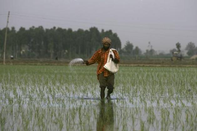 Agriculture - Paddy - A farmer sprinkle fertilizers on a rice crop on the outskirts of Amritsar, India, Wednesday, June 24, 2009. India's monsoon rainfall, the main source of irrigation for the country's 235 million farmers, may be below normal this year, the government said on Wednesday. (AP Photo/Altaf Qadri) (AP) Agriculture - Paddy - A farmer sprinkle fertilizers on a rice crop on the outskirts of Amritsar, India, Wednesday, June 24, 2009. India's monsoon rainfall, the main source of irrigation for the country's 235 million farmers, may be below normal this year, the government said on Wednesday. (AP Photo/Altaf Qadri) (AP)