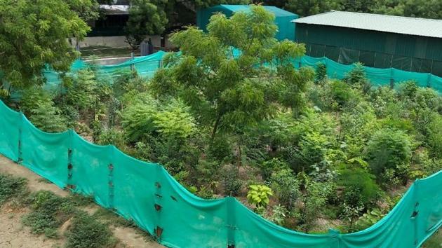 These urban forests will be modelled on the Japanese Miyawaki system of plantation.