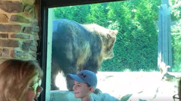 The video of the bear created a stir among people.(Facebook/Akron Zoo)