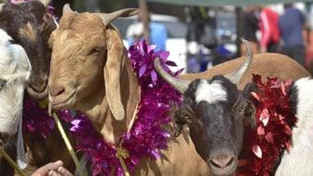 Thanks to a first-time initiative by the civic body and local police, to use barcode identifiers for goats at the Deonar market ahead of Bakri Eid, as many as six cases of goat stealing were detected this month. (Gurpreet Singh/HT) Thanks to a first-time initiative by the civic body and local police, to use barcode identifiers for goats at the Deonar market ahead of Bakri Eid, as many as six cases of goat stealing were detected this month. (Gurpreet Singh/HT)