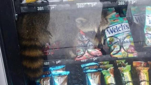 A racoon was trapped in a vending machine. (Facebook/Volusia County Sheriff’s Office) A racoon was trapped in a vending machine. (Facebook/Volusia County Sheriff’s Office)