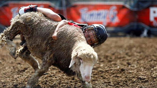 A boy competes in mutton busting at the Iowa State Fair in Des Moines, Iowa, on August 13, 2019. (Eric Thayer / REUTERS) A boy competes in mutton busting at the Iowa State Fair in Des Moines, Iowa, on August 13, 2019. (Eric Thayer / REUTERS)