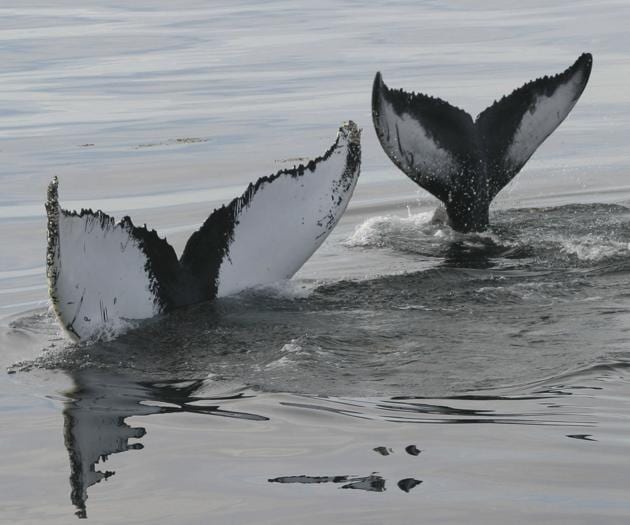 Scientists worry that the effects of rapidly warming seas on humpback whale feeding grounds are endangering the mammals (New York Times photo) Scientists worry that the effects of rapidly warming seas on humpback whale feeding grounds are endangering the mammals (New York Times photo)