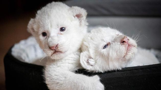 Two white lion cubs laying in their basket at the association "Caresse de tigre", at La Mailleraye-sur-Seine, northwestern of France. The two white lion cubs, named Nala and Simba, were born at the end of July 2019 at the association. (LOU BENOIST / AFP) Two white lion cubs laying in their basket at the association "Caresse de tigre", at La Mailleraye-sur-Seine, northwestern of France. The two white lion cubs, named Nala and Simba, were born at the end of July 2019 at the association. (LOU BENOIST / AFP)