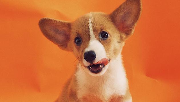 We might find a key to better decisions, and a happier life, in the echoing halls of an animal shelter. (Unsplash) We might find a key to better decisions, and a happier life, in the echoing halls of an animal shelter. (Unsplash)