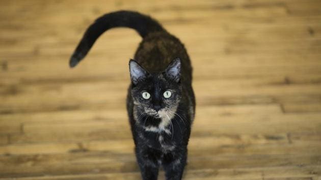 Veterinarians said that cats and rodents carry many types of diseases including protozoan, viral and fungal ones. (Representative Image/AP File Photo) Veterinarians said that cats and rodents carry many types of diseases including protozoan, viral and fungal ones. (Representative Image/AP File Photo)