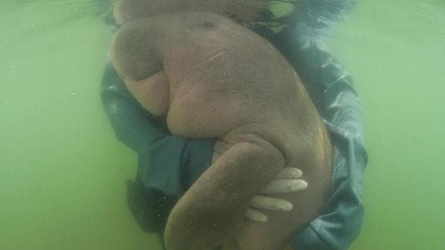 An official of the Department of Marine and Coastal Resources, hugs Marium, baby dugong lost from her mom Libong island, Trang province southern Thailand on May 23, 2019. (AP File Photo) An official of the Department of Marine and Coastal Resources, hugs Marium, baby dugong lost from her mom Libong island, Trang province southern Thailand on May 23, 2019. (AP File Photo)