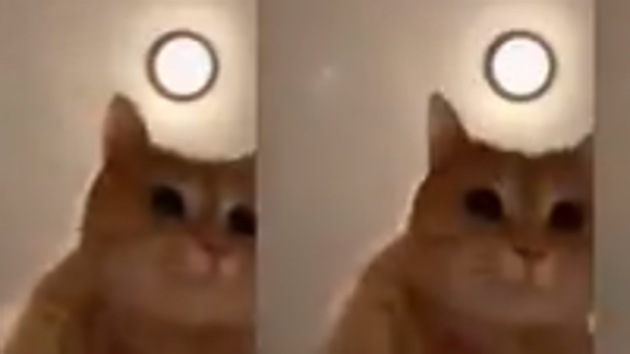 sad cat dancing memes｜TikTok Search