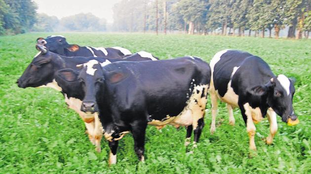 The procedure to transfer is that these cows are handed over to the collectors of drought-hit districts like Jalna and Beed and then, it is sent to self-help groups or poor farmers. (HT PHOTO) The procedure to transfer is that these cows are handed over to the collectors of drought-hit districts like Jalna and Beed and then, it is sent to self-help groups or poor farmers. (HT PHOTO)