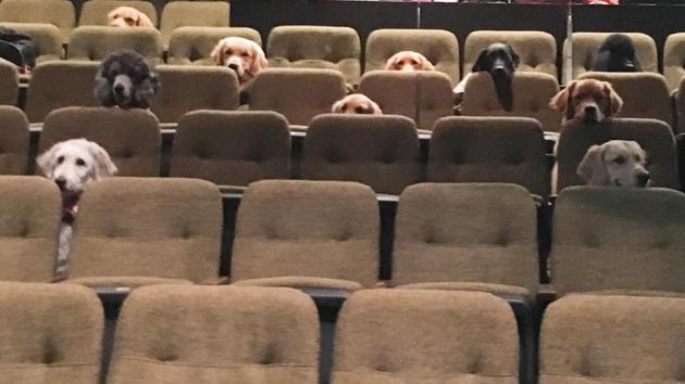 The festival authorities took to Twitter to share the image of the dogs. (Twitter/@stratfest) The festival authorities took to Twitter to share the image of the dogs. (Twitter/@stratfest)