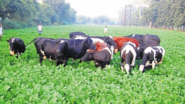 The Indian Army, in 2017, undertook major restructuring decisions to improve its “tooth to tail” ratio. One of the steps was to shut down 39 military farms across the country. (HT PHOTO) The Indian Army, in 2017, undertook major restructuring decisions to improve its “tooth to tail” ratio. One of the steps was to shut down 39 military farms across the country. (HT PHOTO)