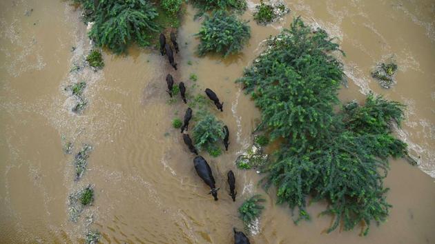 Cattle wade through the flooded Krishna river due to heavy inflow of water from Pulichintala project in Vijayawada, Andhra Pradesh. (PTI) Cattle wade through the flooded Krishna river due to heavy inflow of water from Pulichintala project in Vijayawada, Andhra Pradesh. (PTI)