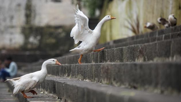Ducks climb steps of Banganga tank, Walkeshwar in Mumbai, Maharashtra. (Aalok Soni / HT Photo) Ducks climb steps of Banganga tank, Walkeshwar in Mumbai, Maharashtra. (Aalok Soni / HT Photo)