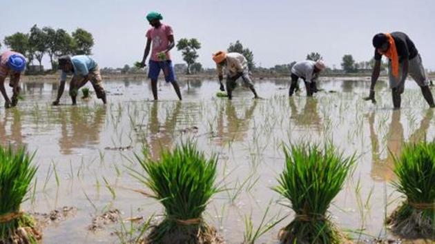 Around 15,000 machines will be given to individual farmers in Punjab on 50 per cent subsidy while another 13,000 agro-machines will be provided to around 2,200 farmers groups/primary agriculture cooperative societies (PACS) at a subsidy of 80 per cent.(PTI PHOTO) Around 15,000 machines will be given to individual farmers in Punjab on 50 per cent subsidy while another 13,000 agro-machines will be provided to around 2,200 farmers groups/primary agriculture cooperative societies (PACS) at a subsidy of 80 per cent.(PTI PHOTO)