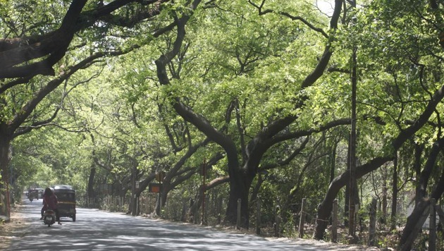 Environmentalist Zoru Bhathena, who has been following every proposal put forward by the garden department, said, “This is the 33rd tree removal notice this year since January 1. (HT image) Environmentalist Zoru Bhathena, who has been following every proposal put forward by the garden department, said, “This is the 33rd tree removal notice this year since January 1. (HT image)