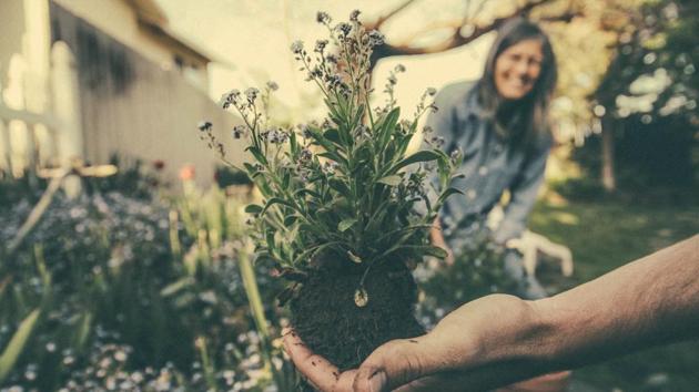 Pruning reduces disease threats and prevents insect infestations.(Unsplash)