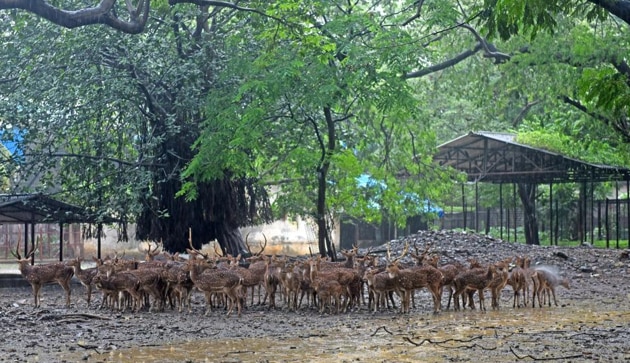 The first phase began in 2013 and has been completed. In the second phase, 17 animal enclosures are being built in two lots, at an estimated cost of Rs120 crore.(HT image)