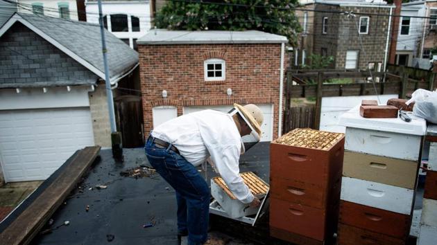 Urban beekeeper Del Voss opens his apiary while looking at beehives above his garage. “A swarm of bees... really looks like a biblical event,” said Del Voss, one of about 100 amateur beekeepers in Washington. “It can really be terrifying for somebody.” (Brendan Smialowski / AFP) Urban beekeeper Del Voss opens his apiary while looking at beehives above his garage. “A swarm of bees... really looks like a biblical event,” said Del Voss, one of about 100 amateur beekeepers in Washington. “It can really be terrifying for somebody.” (Brendan Smialowski / AFP)