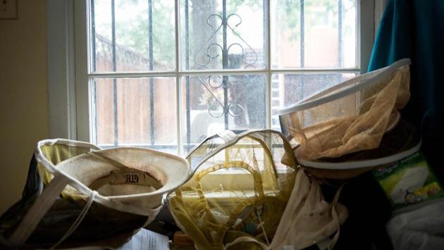 In 1947, there were about six million US honeybee hives but the figure dropped to 2.4 million in the following 60 years, thanks to pesticides, habitat destruction and other man-made threats, as well as parasitic mites. Apiarists have been leading the fightback, but the relocation of populations into cities has turned swarms from a strictly rural phenomenon into an alarming urban problem. (Brendan Smialowski / AFP) In 1947, there were about six million US honeybee hives but the figure dropped to 2.4 million in the following 60 years, thanks to pesticides, habitat destruction and other man-made threats, as well as parasitic mites. Apiarists have been leading the fightback, but the relocation of populations into cities has turned swarms from a strictly rural phenomenon into an alarming urban problem. (Brendan Smialowski / AFP)