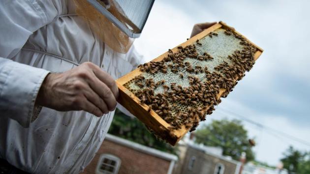 Hives typically house up to 70,000 bees. But healthy communities can grow too big, forcing half of the insects to fly off -- known as “swarming” -- in search of a place to build a new hive. When any of the dozens of members of Washington’s Swarm Squad get the call, they suit up in protective clothing, grab boxes and buckets, and head to the threat. Anyone tempted to deal with a swarm in a wall cavity at home should know that it’s not as simple as spraying it with pesticide. (Brendan Smialowski / AFP) Hives typically house up to 70,000 bees. But healthy communities can grow too big, forcing half of the insects to fly off -- known as “swarming” -- in search of a place to build a new hive. When any of the dozens of members of Washington’s Swarm Squad get the call, they suit up in protective clothing, grab boxes and buckets, and head to the threat. Anyone tempted to deal with a swarm in a wall cavity at home should know that it’s not as simple as spraying it with pesticide. (Brendan Smialowski / AFP)