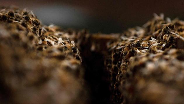 “If you did kill them, all that honey and wax is going to melt down and seep through your walls,” said Billy Mullinax, a patent researcher and member of the Swarm Squad, part of the DC Beekeepers Alliance non-profit. “So you’re still going to have to cut the wall out and get all that crap out anyway.” (Brendan Smialowski / AFP) “If you did kill them, all that honey and wax is going to melt down and seep through your walls,” said Billy Mullinax, a patent researcher and member of the Swarm Squad, part of the DC Beekeepers Alliance non-profit. “So you’re still going to have to cut the wall out and get all that crap out anyway.” (Brendan Smialowski / AFP)