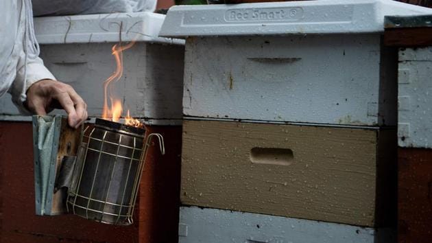 Jan Day, a friend of Voss’s, says she started keeping bees five years ago, and made sure to educate her neighbours. When her own hives finally swarmed, not only did her neighbours not panic, they were “psyched.” “Now they say, ‘I make sure to plant pollinator-friendly plants for your bees!’” she said. (Brendan Smialowski / AFP) Jan Day, a friend of Voss’s, says she started keeping bees five years ago, and made sure to educate her neighbours. When her own hives finally swarmed, not only did her neighbours not panic, they were “psyched.” “Now they say, ‘I make sure to plant pollinator-friendly plants for your bees!’” she said. (Brendan Smialowski / AFP)