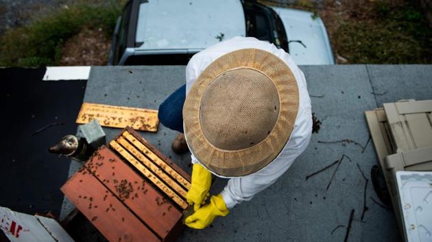 Urban beekeeper Del Voss opens his apiary while looking at beehives above his garage in Washington, DC. The Swarm Squad, Washington’s best, last and only line of defense against a rise in swarms blamed in part on urban beekeeping. With populations in decline across the planet, environmentalists are especially worried about the fate of the honeybee, an insect that pollinates 70 out of the top 100 human food crops. (Brendan Smialowski / AFP) Urban beekeeper Del Voss opens his apiary while looking at beehives above his garage in Washington, DC. The Swarm Squad, Washington’s best, last and only line of defense against a rise in swarms blamed in part on urban beekeeping. With populations in decline across the planet, environmentalists are especially worried about the fate of the honeybee, an insect that pollinates 70 out of the top 100 human food crops. (Brendan Smialowski / AFP)