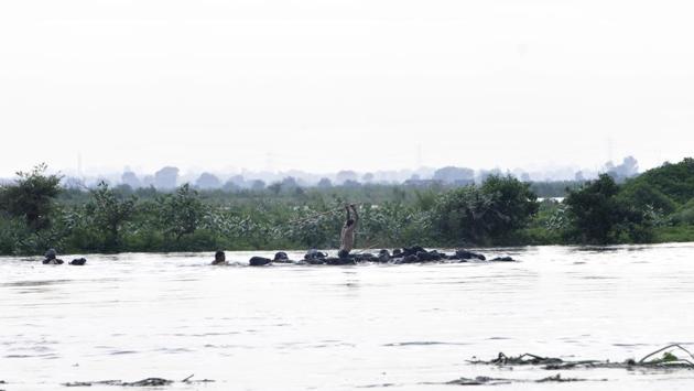 Villagers try to rescue their animals with the rise of the water level of Yamuna, at Tilwada village, in Greater Noida. The flood situation in the Yamuna has taken a toll on the construction activities being carried out in the flood plains of the river. The construction work of Barapullah Phase-3 elevated corridor has been stopped, while the work related to installation of lifts at Signature Bridge has slowed down. (Sunil Ghosh / HT Photo)