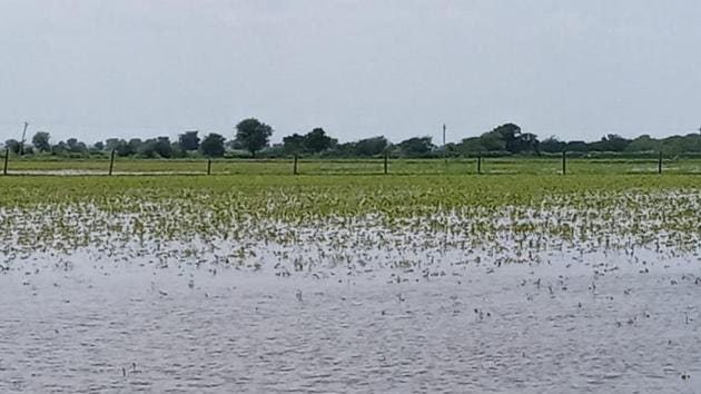 An water-logged agriculture field in Bundi district following heavy rains last week.(HT Photo) An water-logged agriculture field in Bundi district following heavy rains last week.(HT Photo)