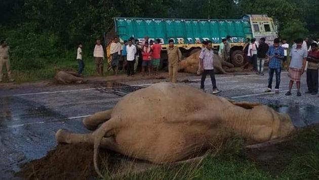 The elephants were crossing the highway when they were hit by a bus and two trucks.(HT PHOTO)