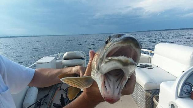 Image captured by Debbie Geddes on Lake Champlain. (Facebook/Knotty Boys Fishing) Image captured by Debbie Geddes on Lake Champlain. (Facebook/Knotty Boys Fishing)
