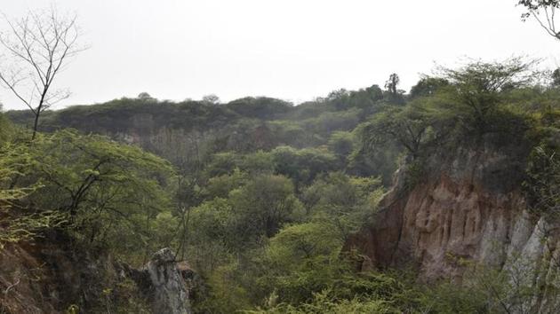 Activists, on the other hand, said that protection under the PLPA or Aravalli plantation puts these lands in jeopardy more than it protects them. (HT FILE) Activists, on the other hand, said that protection under the PLPA or Aravalli plantation puts these lands in jeopardy more than it protects them. (HT FILE)