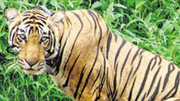 Conservation group Traffic said skins were the single-most frequently seized tiger parts, with an average of 58 whole tiger skins seized each year.(AP FILE PHOTO.) Conservation group Traffic said skins were the single-most frequently seized tiger parts, with an average of 58 whole tiger skins seized each year.(AP FILE PHOTO.)
