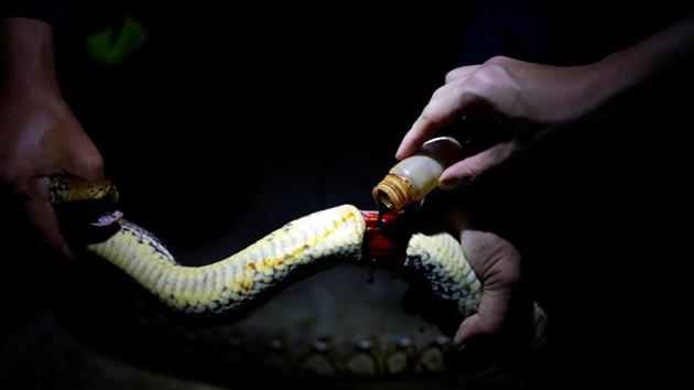 Pukpinyo applies iodine after catching a python wounded by a plastic ring inside a home. In his free time at the fire station, Pukpinyo cares for the captured snakes, taking king cobras out of their cages to feed them. He also runs classes on how to handle snakes safely. (Soe Zeya Tun / REUTERS) Pukpinyo applies iodine after catching a python wounded by a plastic ring inside a home. In his free time at the fire station, Pukpinyo cares for the captured snakes, taking king cobras out of their cages to feed them. He also runs classes on how to handle snakes safely. (Soe Zeya Tun / REUTERS)