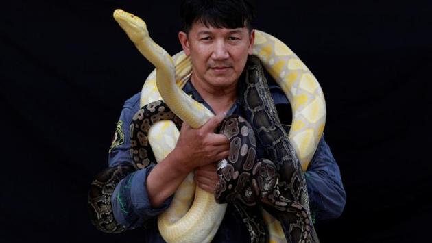 Firefighter Pinyo Pukpinyo poses for a photograph with pythons of which some were caught by him. “This job makes me feel like I’m a superhero,” he said. “I’m taking care of people who are in danger and in need of help, which makes me happy.” (Soe Zeya Tun / REUTERS) Firefighter Pinyo Pukpinyo poses for a photograph with pythons of which some were caught by him. “This job makes me feel like I’m a superhero,” he said. “I’m taking care of people who are in danger and in need of help, which makes me happy.” (Soe Zeya Tun / REUTERS)