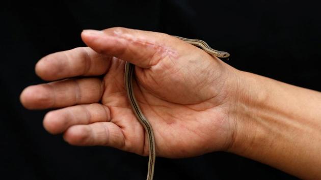 Firefighter Pinyo Pukpinyo, known as ‘snake wrangler’, shows a Kukri snake which he caught, at a fire station in Bangkok. Many homes in the Thai capital are visited by snakes, which live in underground canals and enter gardens or toilets during the rainy season in search of food. Bangkok firefighters spend more time catching snakes than putting out fires, with more than 100 snake encroachments a day in recent months, compared to just one or two fires. (Soe Zeya Tun / REUTERS) Firefighter Pinyo Pukpinyo, known as ‘snake wrangler’, shows a Kukri snake which he caught, at a fire station in Bangkok. Many homes in the Thai capital are visited by snakes, which live in underground canals and enter gardens or toilets during the rainy season in search of food. Bangkok firefighters spend more time catching snakes than putting out fires, with more than 100 snake encroachments a day in recent months, compared to just one or two fires. (Soe Zeya Tun / REUTERS)