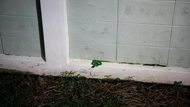 A white-lipped pit viper snake is seen on a wall of a house in Bangkok. Pukpinyo says he traps up to 800 snakes each year, about 70% non-venomous pythons, while the rest are cobras and other venomous snakes. The venomous reptiles are taken to a specialist institute that extracts snake venom to make an antidote. (Soe Zeya Tun / REUTERS) A white-lipped pit viper snake is seen on a wall of a house in Bangkok. Pukpinyo says he traps up to 800 snakes each year, about 70% non-venomous pythons, while the rest are cobras and other venomous snakes. The venomous reptiles are taken to a specialist institute that extracts snake venom to make an antidote. (Soe Zeya Tun / REUTERS)