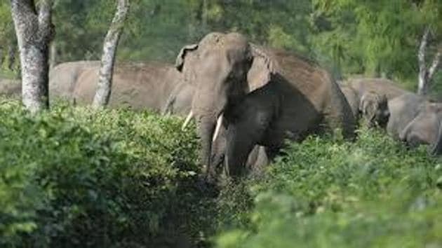 Chhattisgarh government announced the setting up of the Lemru Elephant Reserve (LER).(HT FILE)