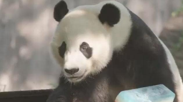 Bei Bei received a colourful and panda-friendly cake on its birthday. (Twitter/@NationalZoo) Bei Bei received a colourful and panda-friendly cake on its birthday. (Twitter/@NationalZoo)