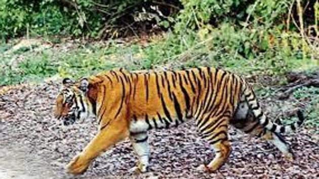 Maharashtra a hotspot for tiger poaching globally': UN CITES Report |  Mumbai news - Hindustan Times