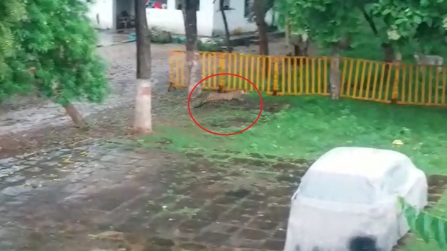 Two employees spotted the leopard at the guest house. (Screengrab) Two employees spotted the leopard at the guest house. (Screengrab)