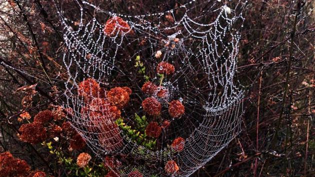 Drops of dew sit on a spider web in the early morning mist in Los Angeles, California, USA. (Lucy Nicholson / REUTERS) Drops of dew sit on a spider web in the early morning mist in Los Angeles, California, USA. (Lucy Nicholson / REUTERS)