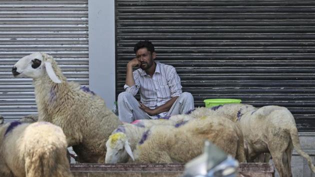 A Kashmiri livestock seller waits for customer ahead of Eid al Adha during curfew in Srinagar. The indefinite 24-hour curfew was briefly eased on Friday for weekly Muslim prayers in some parts of Srinagar, but thousands of residents were still forced to stay indoors with shops and most health clinics closed. (Mukhtar Khan / AP) A Kashmiri livestock seller waits for customer ahead of Eid al Adha during curfew in Srinagar. The indefinite 24-hour curfew was briefly eased on Friday for weekly Muslim prayers in some parts of Srinagar, but thousands of residents were still forced to stay indoors with shops and most health clinics closed. (Mukhtar Khan / AP)